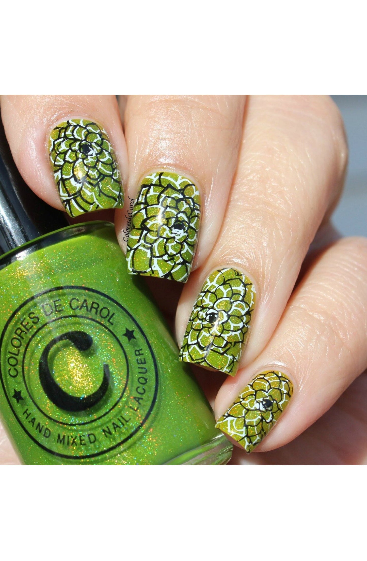 Succulents